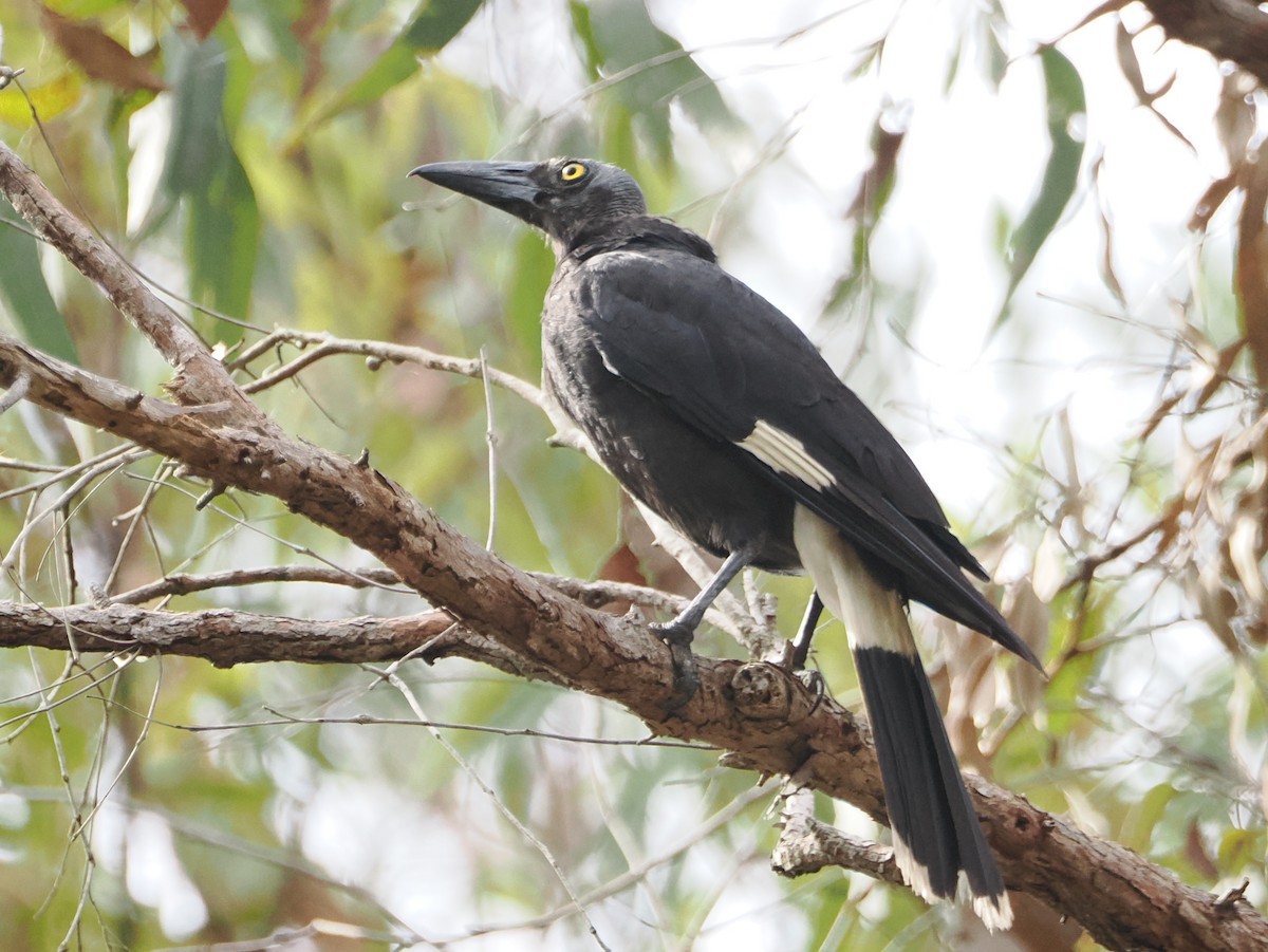 flétňák stračí - ML647001696