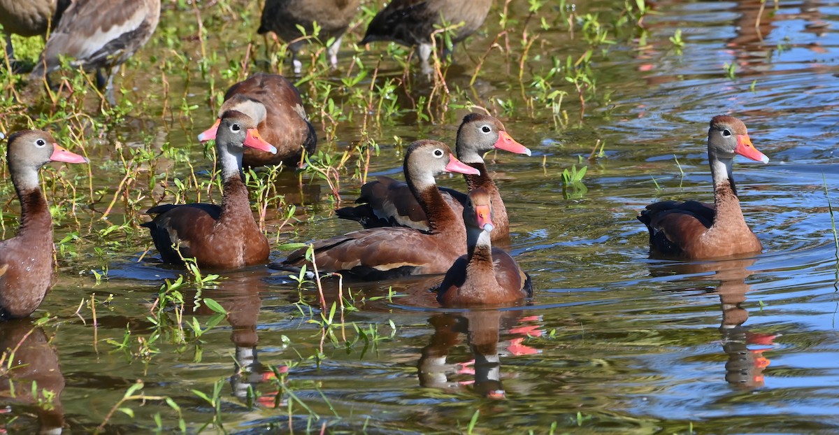 Rotschnabel-Pfeifgans - ML647001700