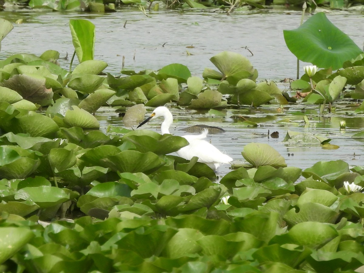 ユキコサギ - ML647001701