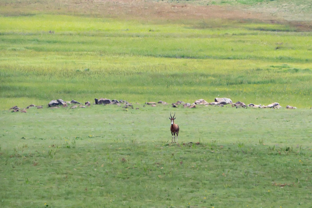 Animals - ML647001702