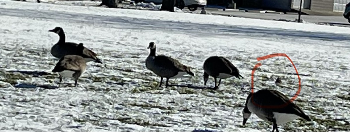 Казарка канадська - ML647001703