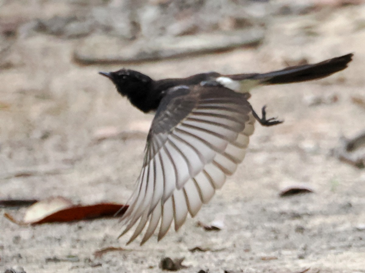 Willie-wagtail - ML647001714