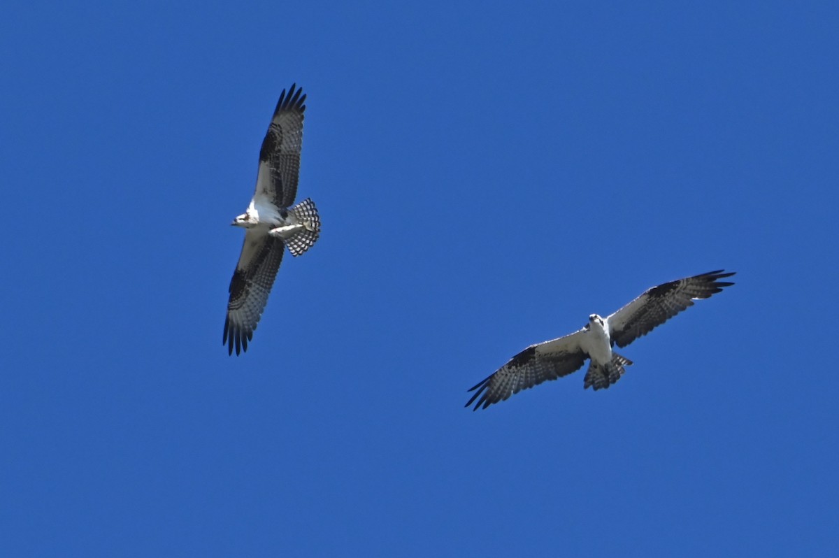 Fischadler - ML647001722