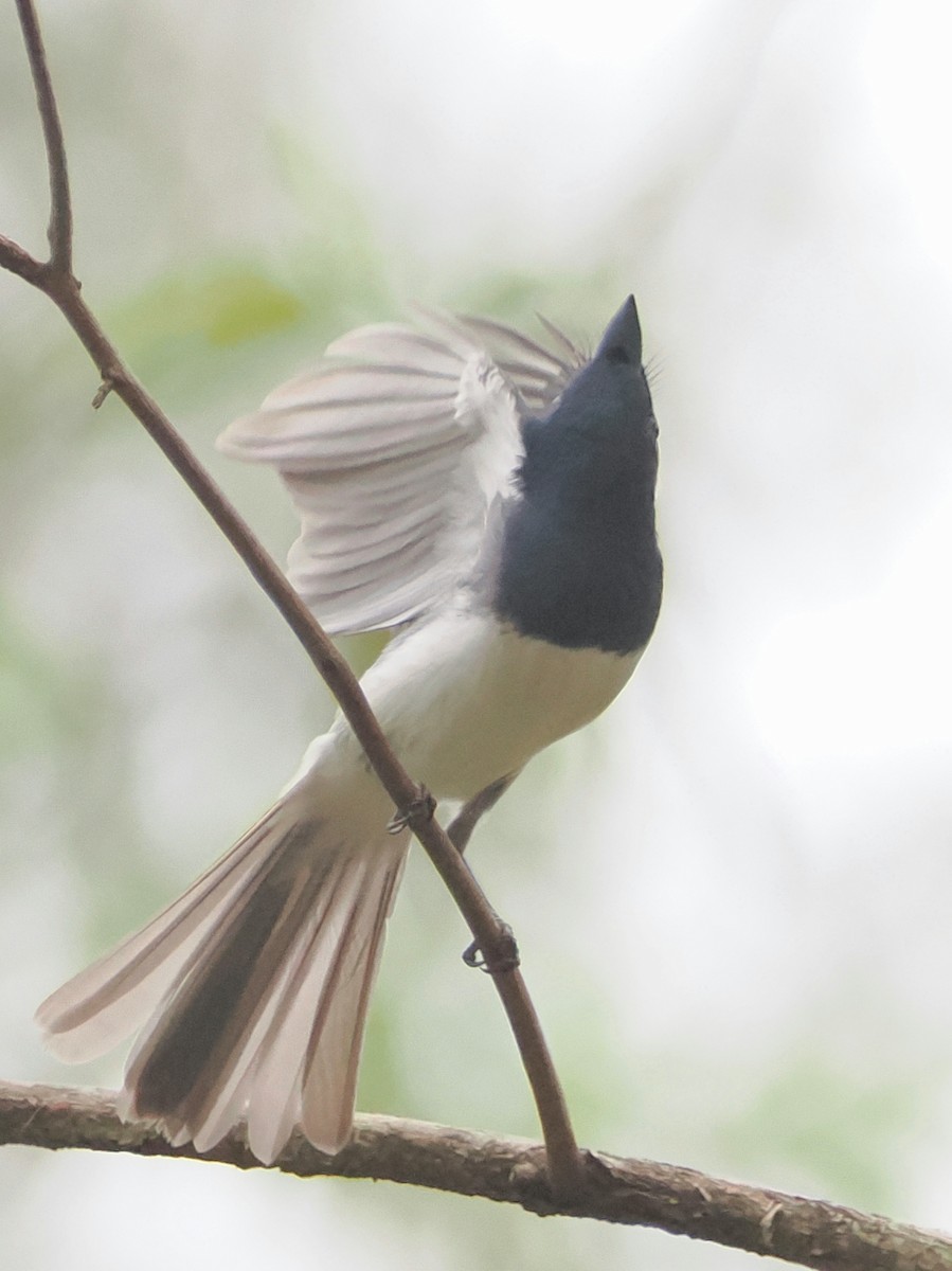 Leaden Flycatcher - ML647001727