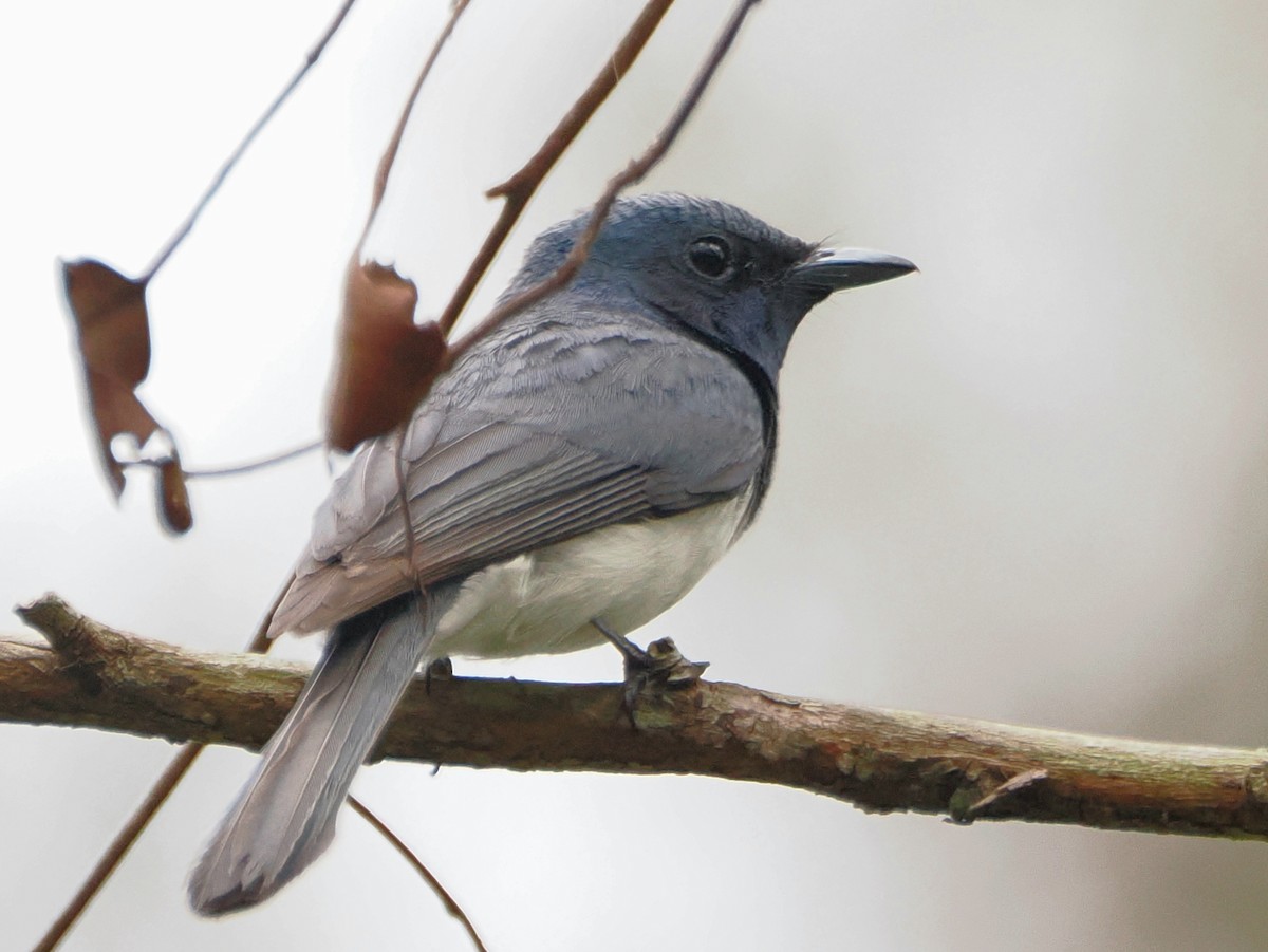 Leaden Flycatcher - ML647001728