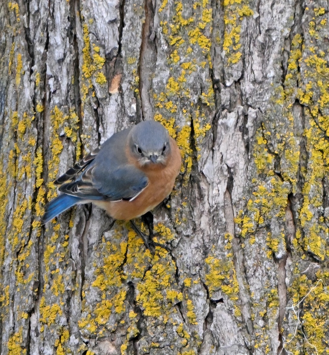 Eastern Bluebird - ML647001731