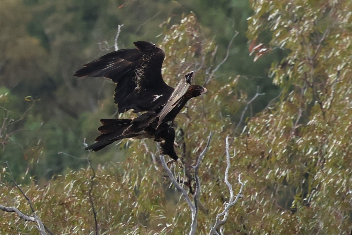 Клинохвостый орёл - ML647001733