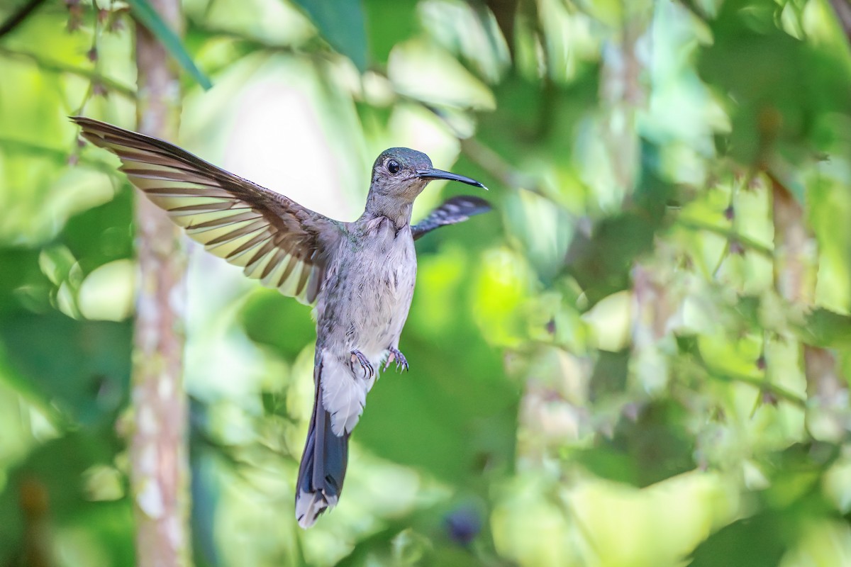 Gray-breasted Sabrewing - ML647001738