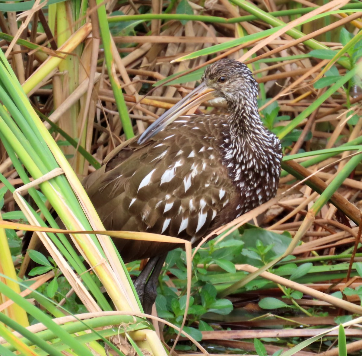 Rallenkranich - ML647001739