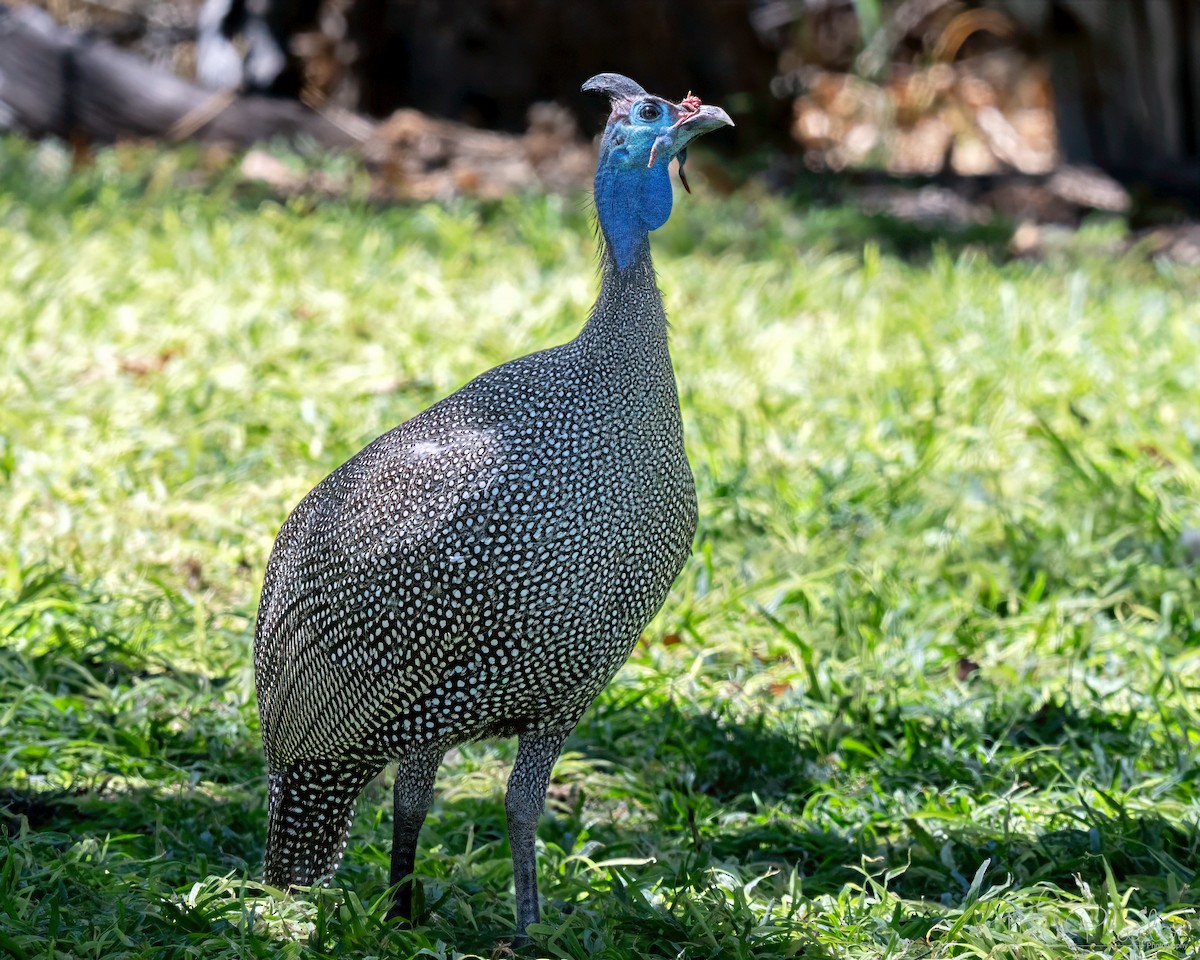 Helmeted Guineafowl (Tufted) - ML647001757