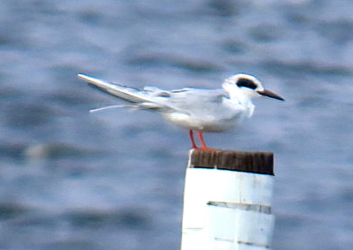 Forsterseeschwalbe - ML647001758