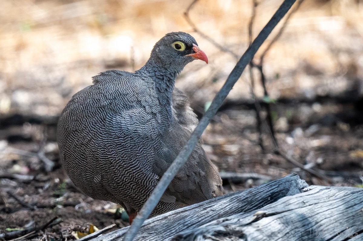 Red-billed Spurfowl - ML647001764