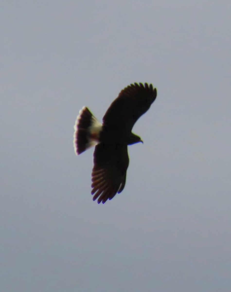 Schneckenbussard - ML647001781