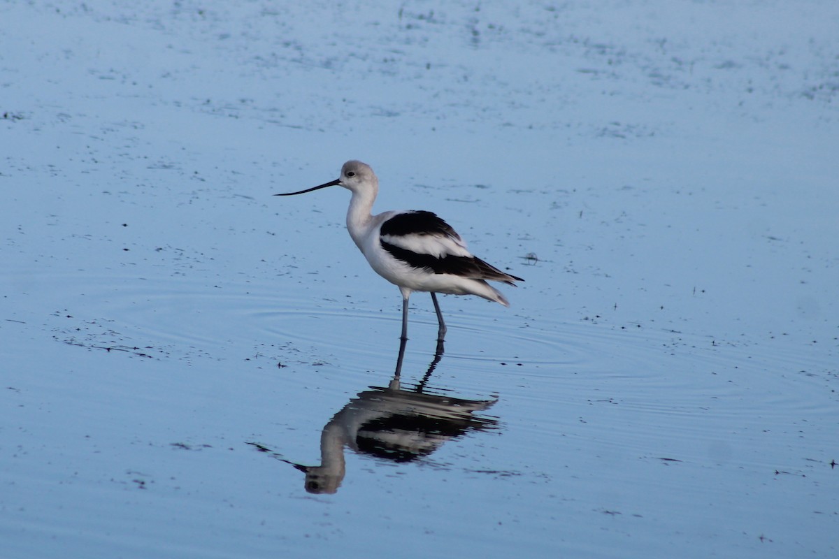 tenkozobec americký - ML647001791