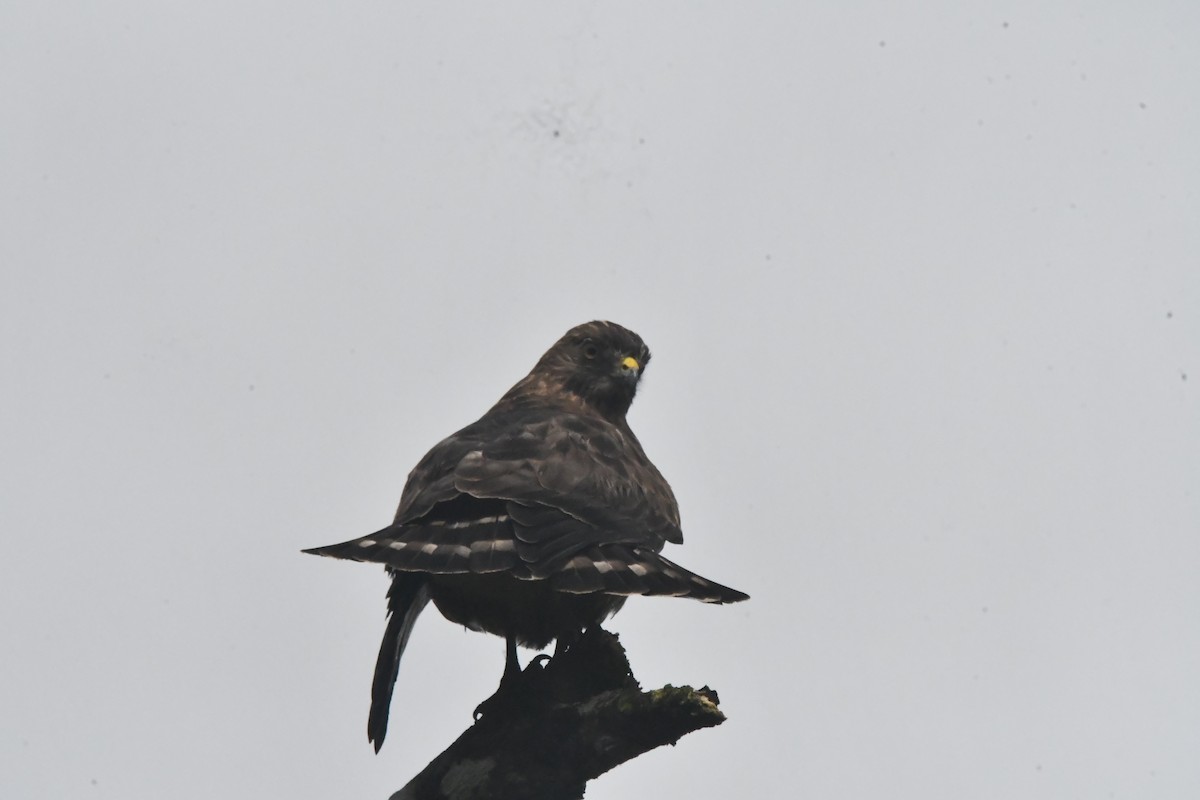 Канюк ширококрилий - ML647001796