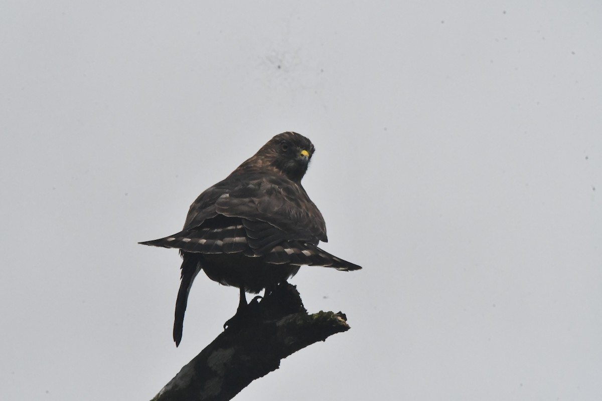 Канюк ширококрилий - ML647001797