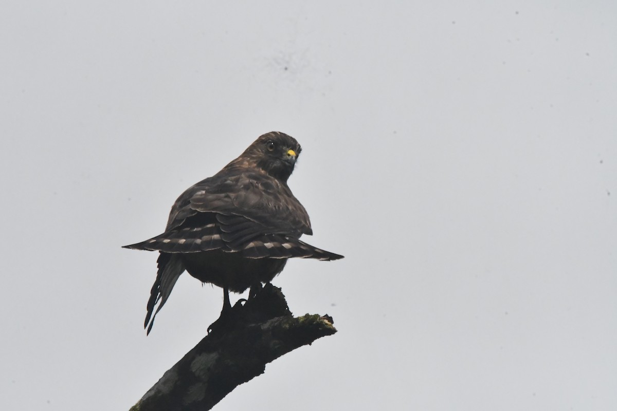 Broad-winged Hawk - ML647001798