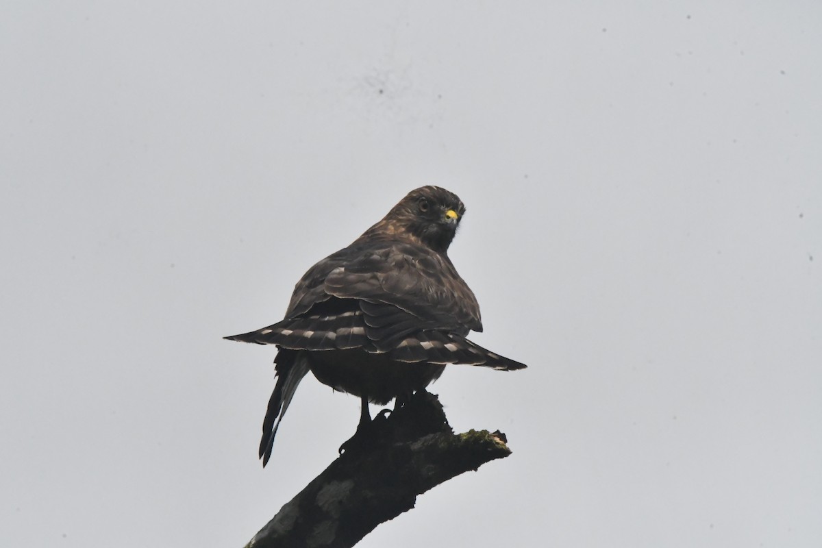 Broad-winged Hawk - ML647001799