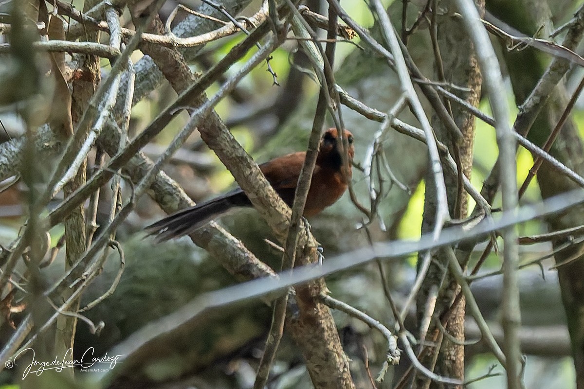 Ruddy Spinetail - ML647001802
