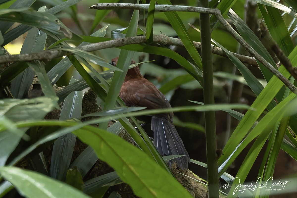 Ruddy Spinetail - ML647001803