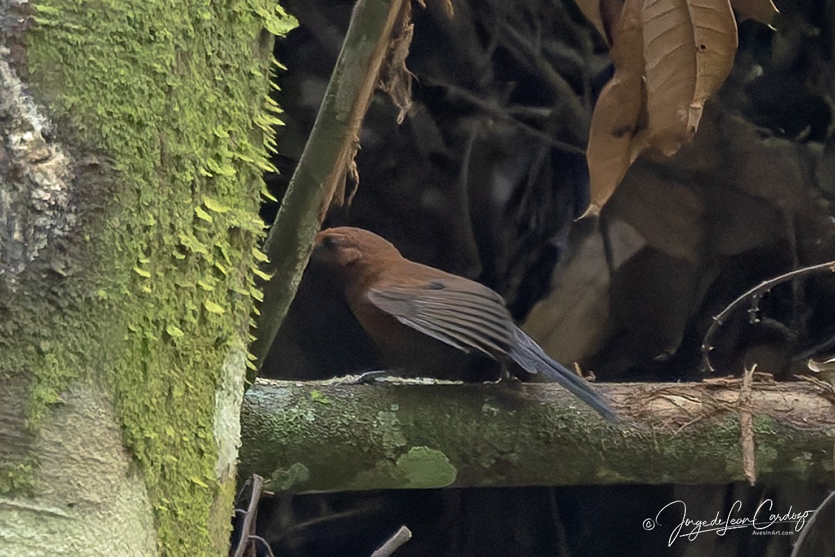 Ruddy Spinetail - ML647001804