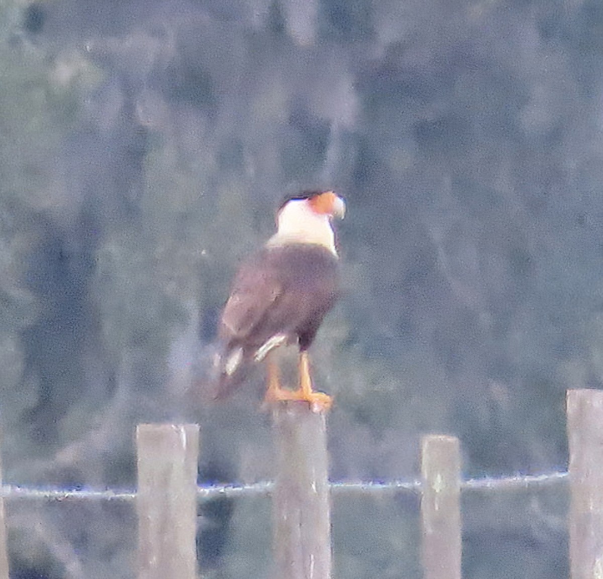 Schopfkarakara - ML647001805