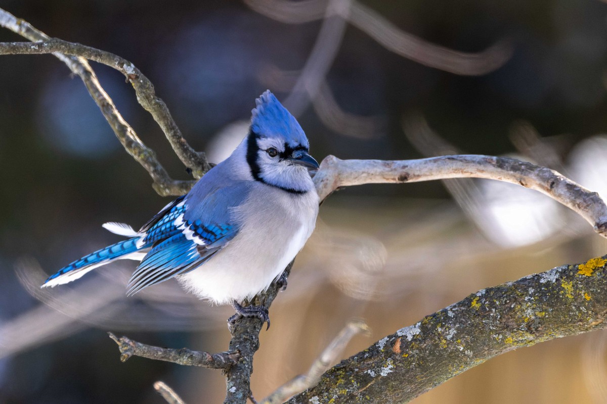 Mavi Karga - ML647001813