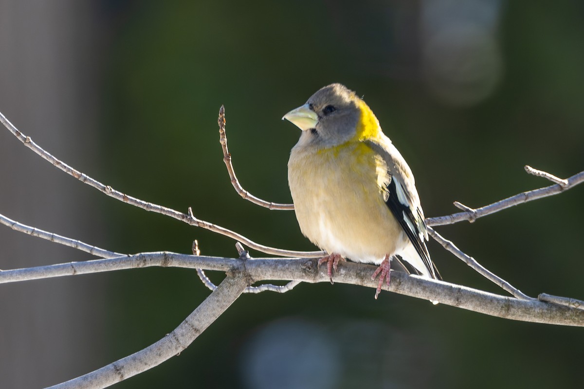 Evening Grosbeak - ML647001816
