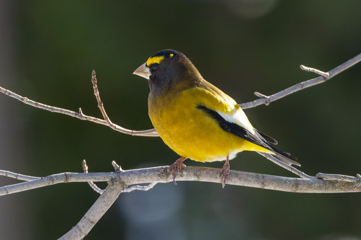 Evening Grosbeak - ML647001817
