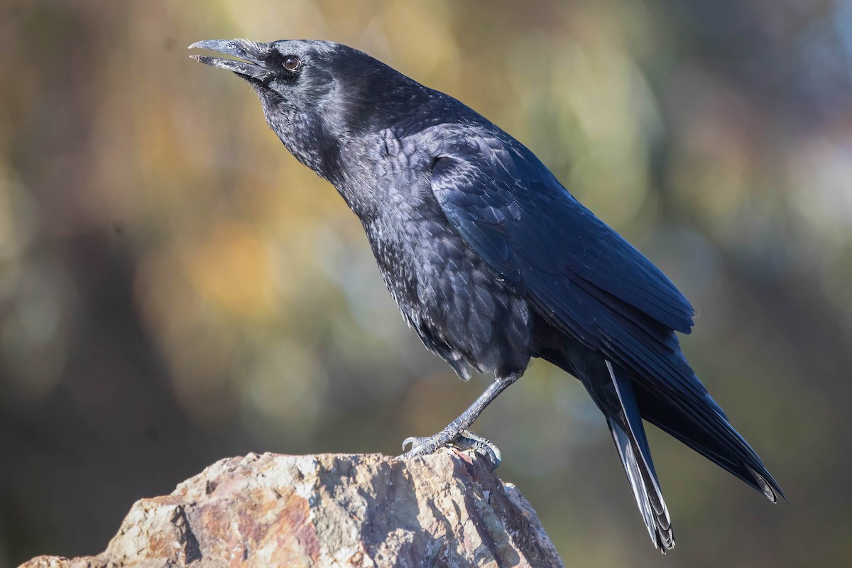 アメリカガラス - ML647001822