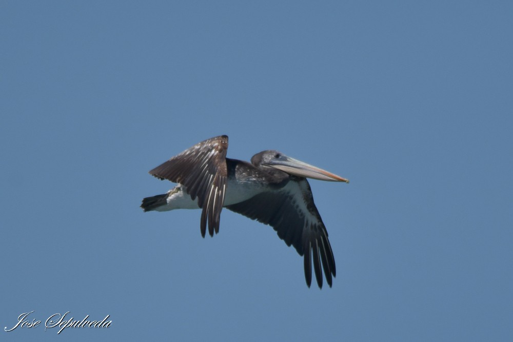 Peruvian Pelican - ML647001831