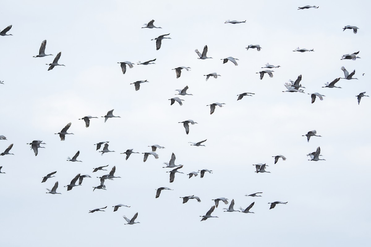 Grulla Canadiense - ML647001832