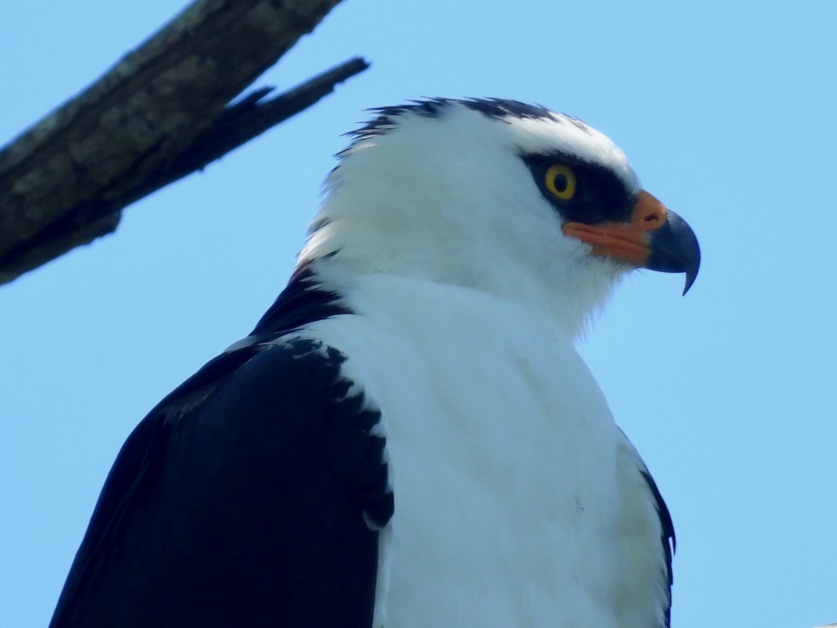 Black-and-white Hawk-Eagle - ML647001833