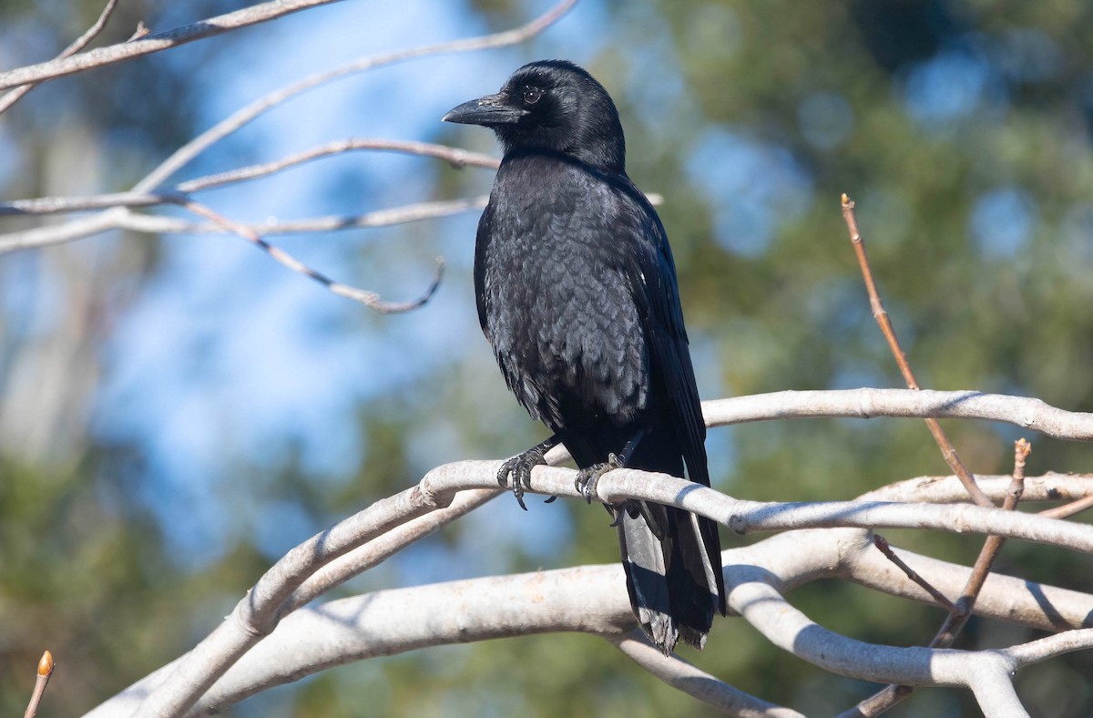 アメリカガラス - ML647001834