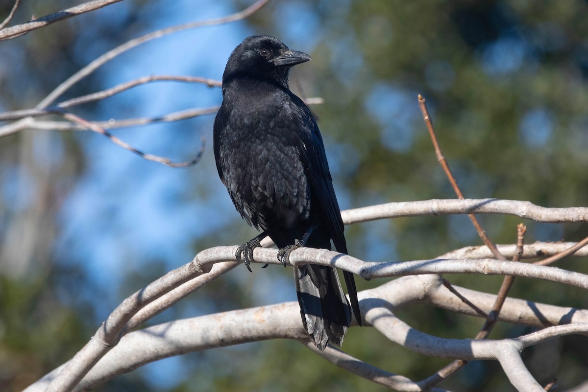 アメリカガラス - ML647001835