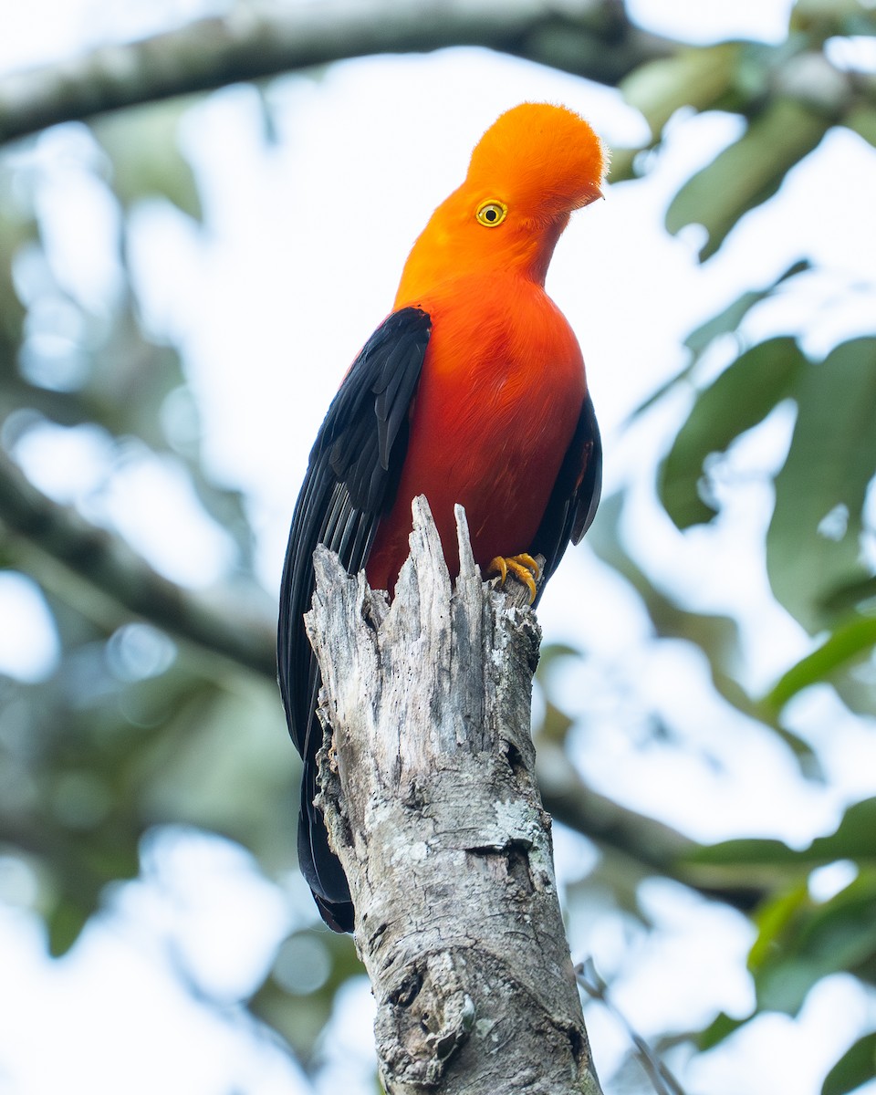 Andean Cock-of-the-rock - ML647001839