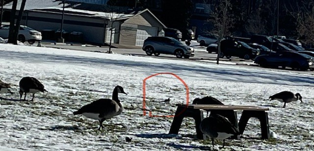 Killdeer - ML647001848