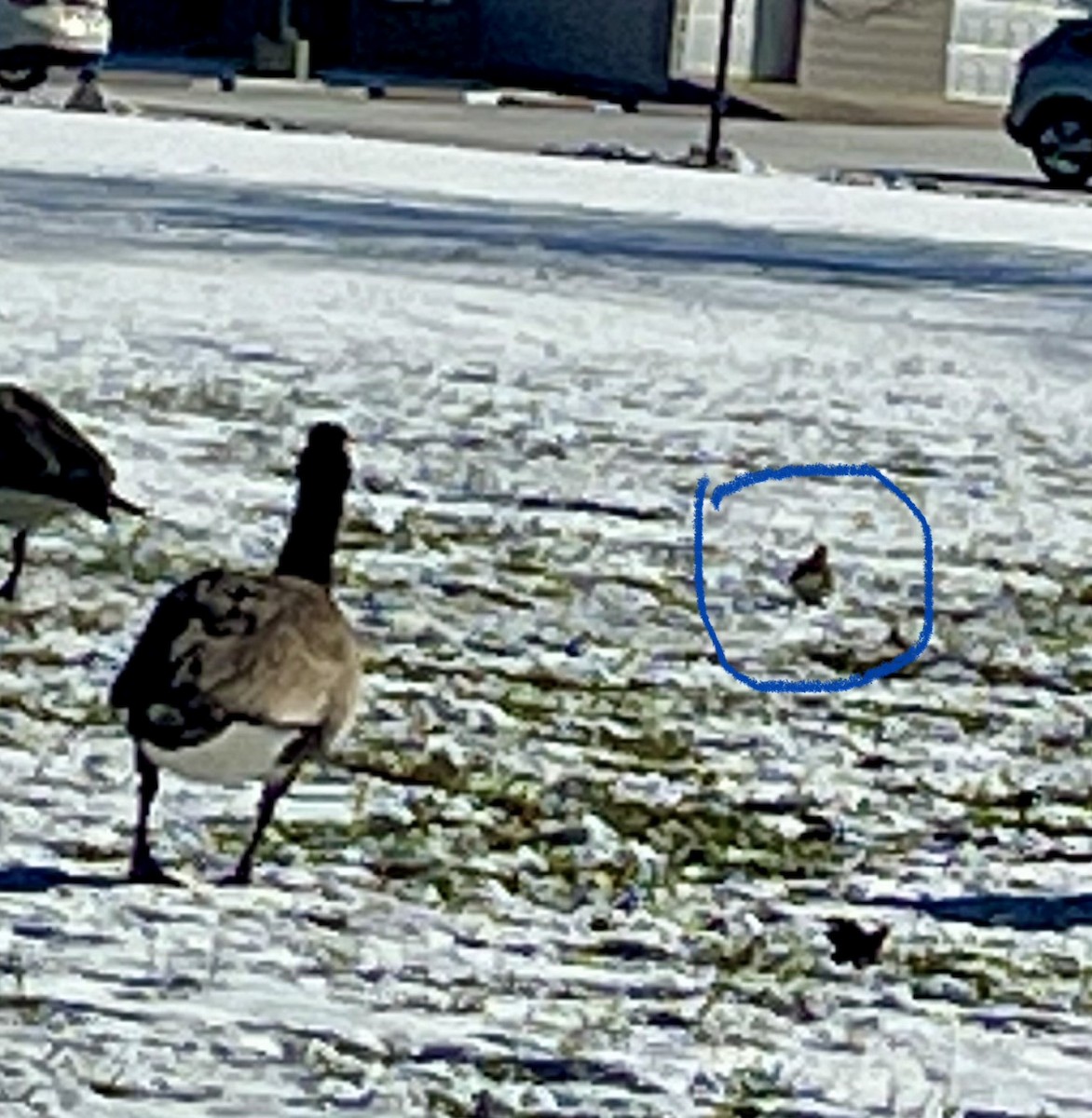 Killdeer - ML647001849