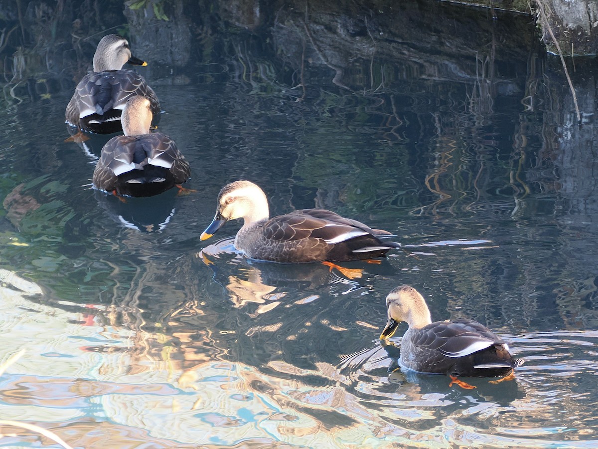 Eastern Spot-billed Duck - ML647001851