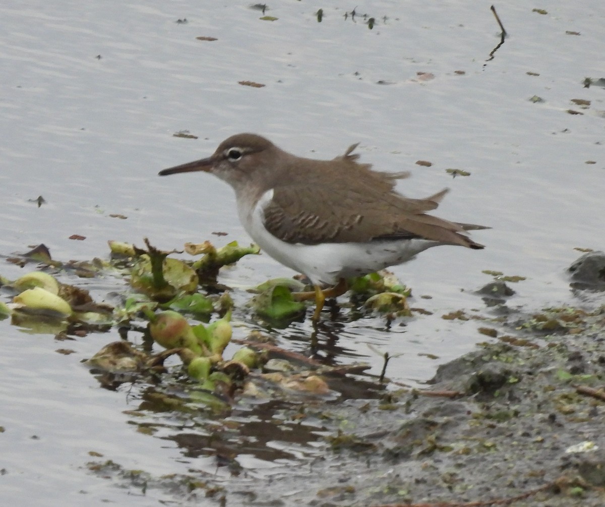 アメリカイソシギ - ML647001854