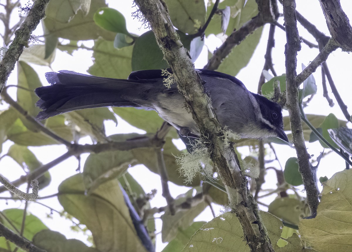 Заросляк сланцевий північний - ML647001855
