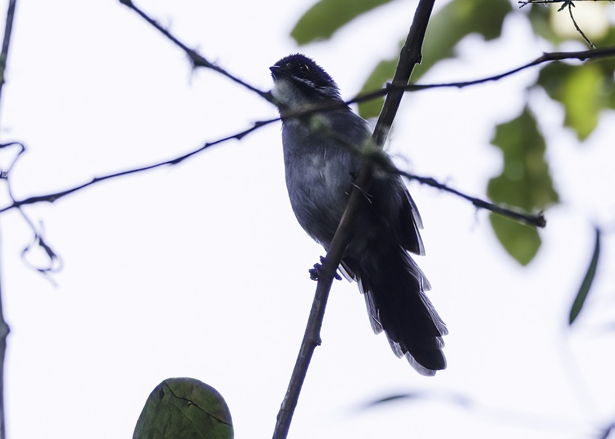 Заросляк сланцевий північний - ML647001859