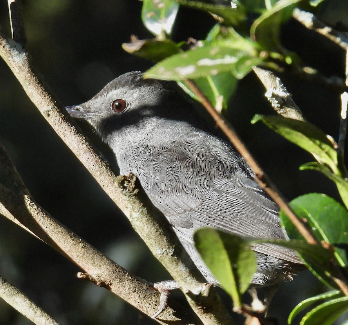 ימימן אמריקני - ML647001865