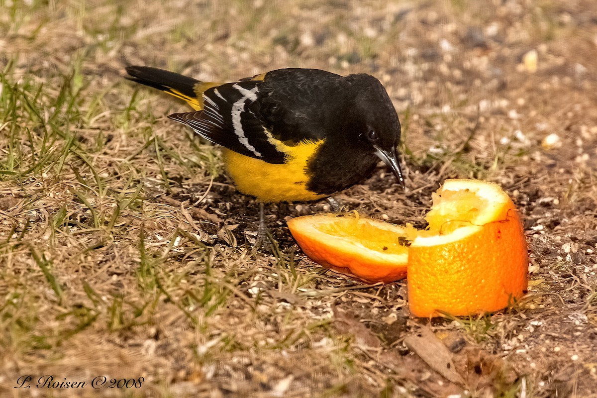 Kalifornientrupial - ML647001867