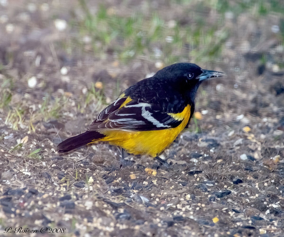 Kalifornientrupial - ML647001868