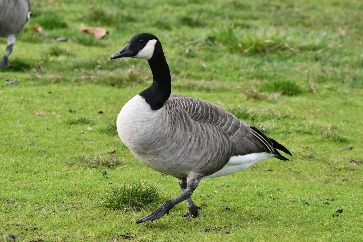 Казарка канадська - ML647001874