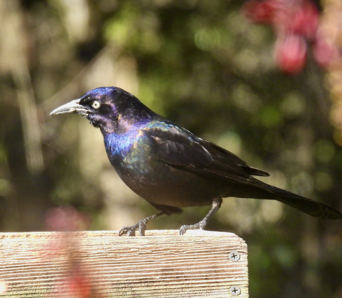 Quiscale bronzé - ML647001881