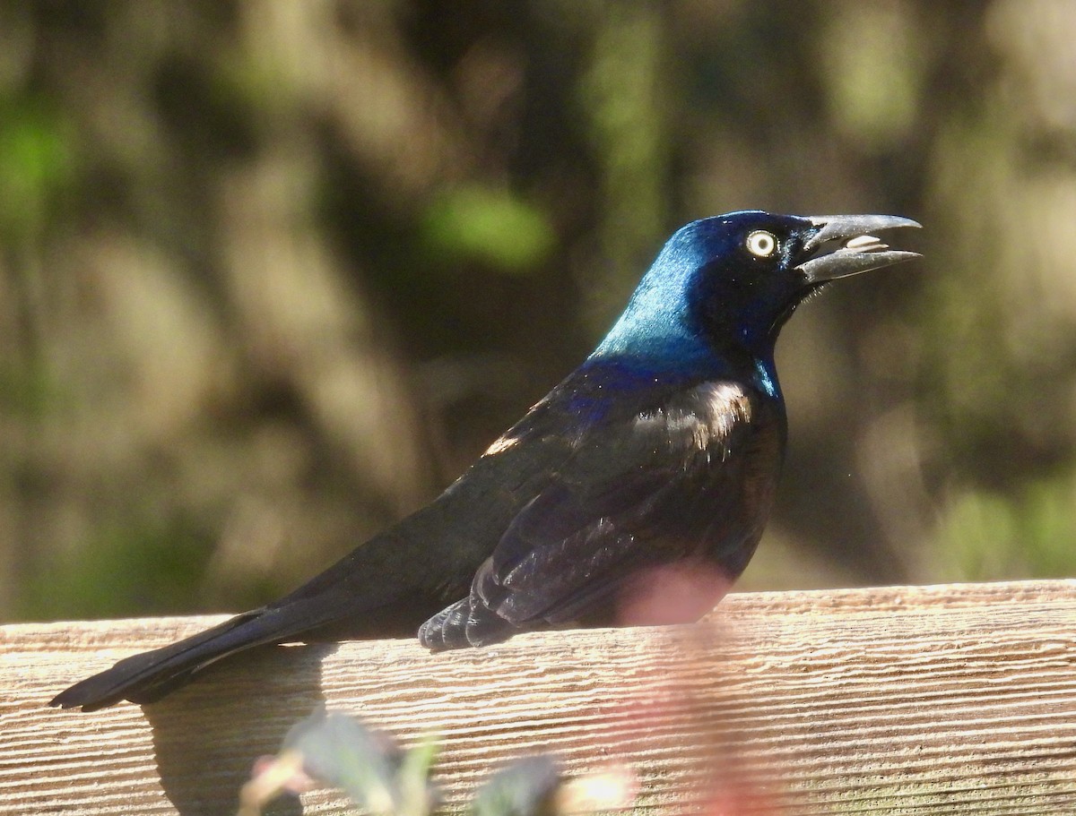 Quiscale bronzé - ML647001882