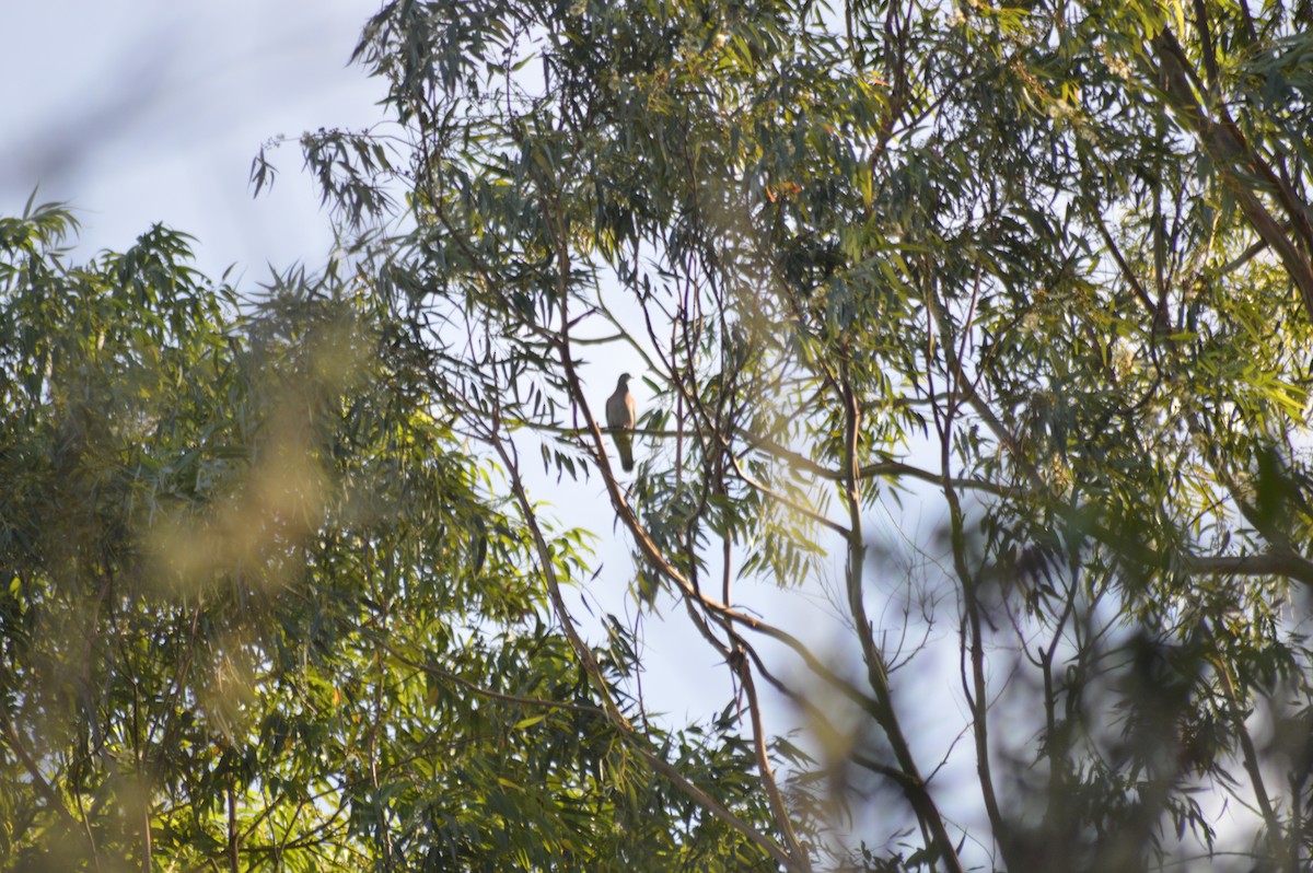 Paloma Colorada - ML647001885