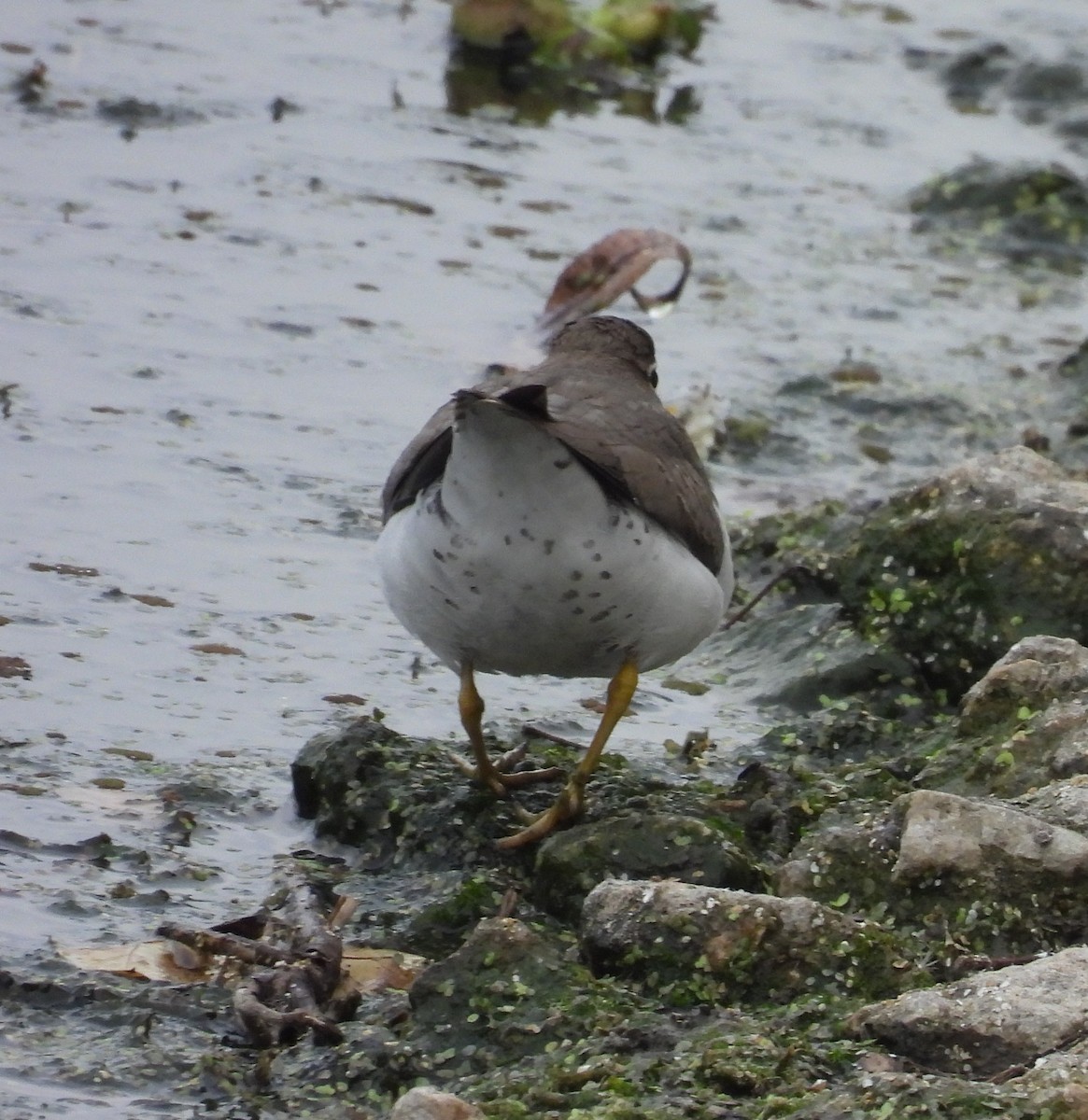 アメリカイソシギ - ML647001886